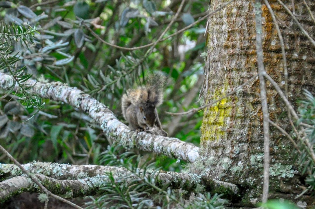 Pousada Confraria Da Terra Campos do Jordão 外观 照片